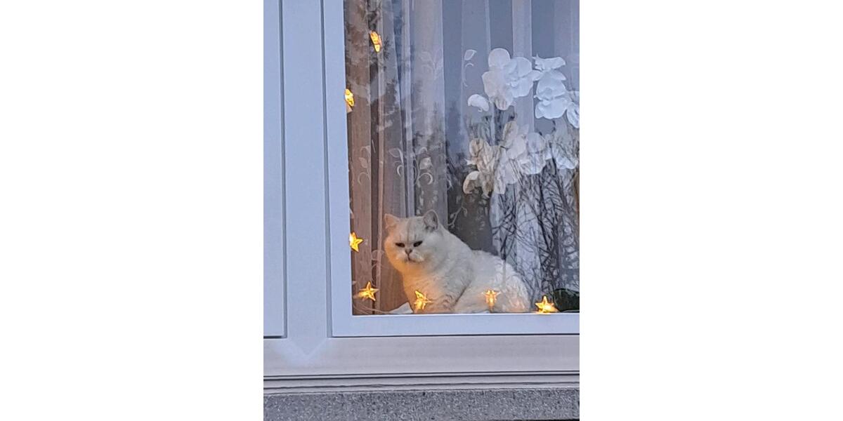 Etagenwohnung Nauheim - 1 Zimmer, 25 m&sup2;, 700&euro; | Angebot:25933525