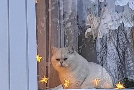 Wohnung Nauheim - 1 Zimmer, 25 m&sup2;, 700&euro; | Angebot:25933525