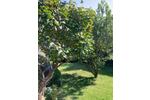 Einfamilienhaus mit Garten in UsingenStadt