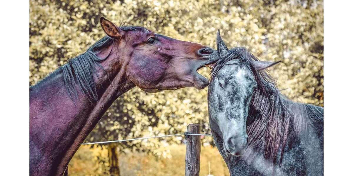 Einfamilienhaus Groß-Umstadt Umstadt - 5 Zimmer, 145 m&sup2;, 538.471&euro; | Angebot:26256272