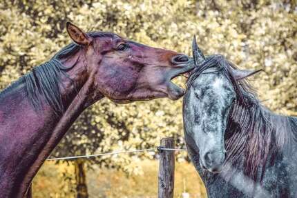 Haus Groß-Umstadt Umstadt - 5 Zimmer, 145 m&sup2;, 538.471&euro; | Angebot:26256272