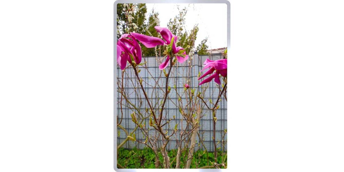 Doppelhaushälfte Rodgau Jügesheim - 6 Zimmer, 158 m&sup2;, 620.000&euro; | Angebot:26187223