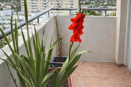 Wohnung Offenbach am Main Bieberer Berg - 3 Zimmer, 63 m&sup2;, 270.000&euro; | Angebot:26199664