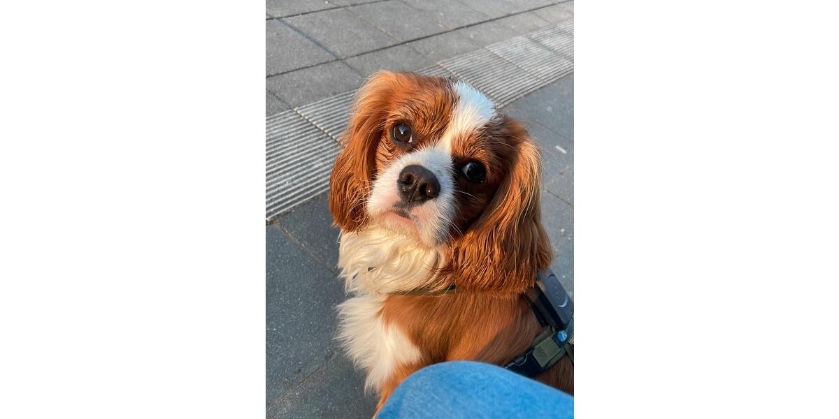 Etagenwohnung Rosbach vor der Höhe - 2 Zimmer, 50 m&sup2;, 600&euro; | Angebot:24803596