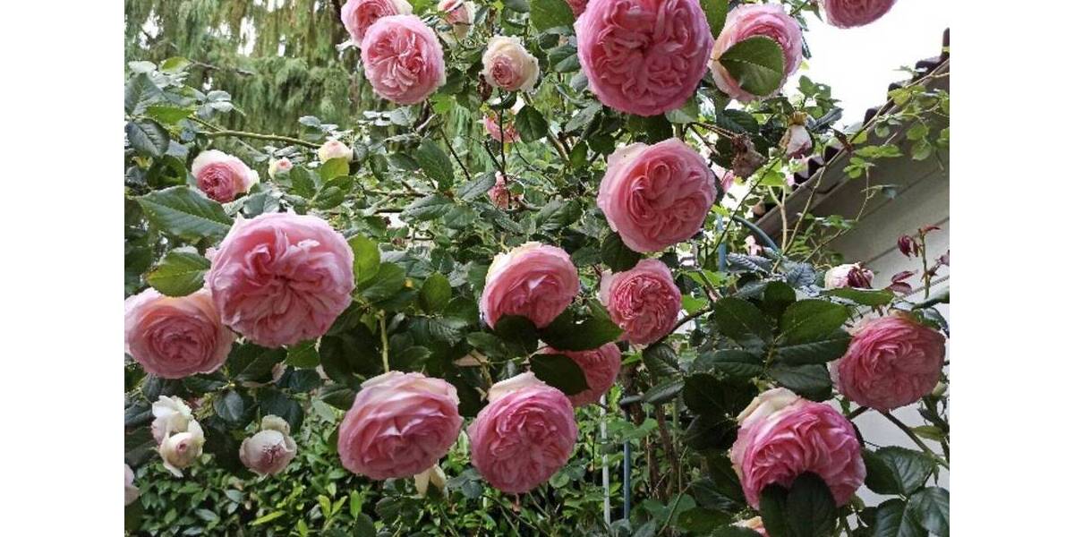 Einfamilienhaus Bad Soden am Taunus / Neuenhain Neuenhain - 4 Zimmer, 169 m&sup2;, 898.000&euro; | Angebot:25958116