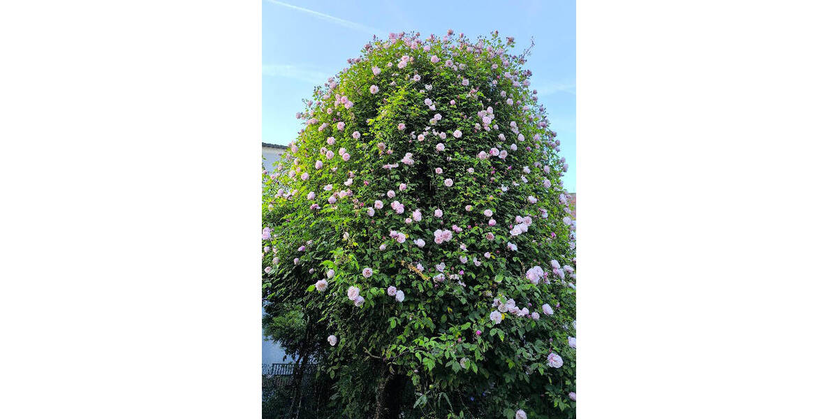 Einfamilienhaus Bad Soden am Taunus / Neuenhain Neuenhain - 4 Zimmer, 169 m&sup2;, 898.000&euro; | Angebot:25958116