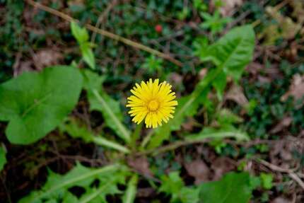 Grundstück zu verkaufen in Darmstadt 499.000 € 249 m² zimmer