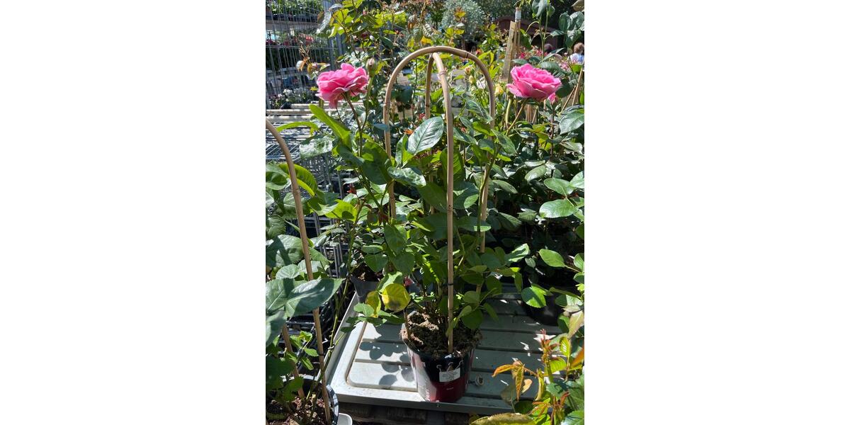 Zu vermieten Gewächshausflächen Anbauflächen ab 150qm zimmer