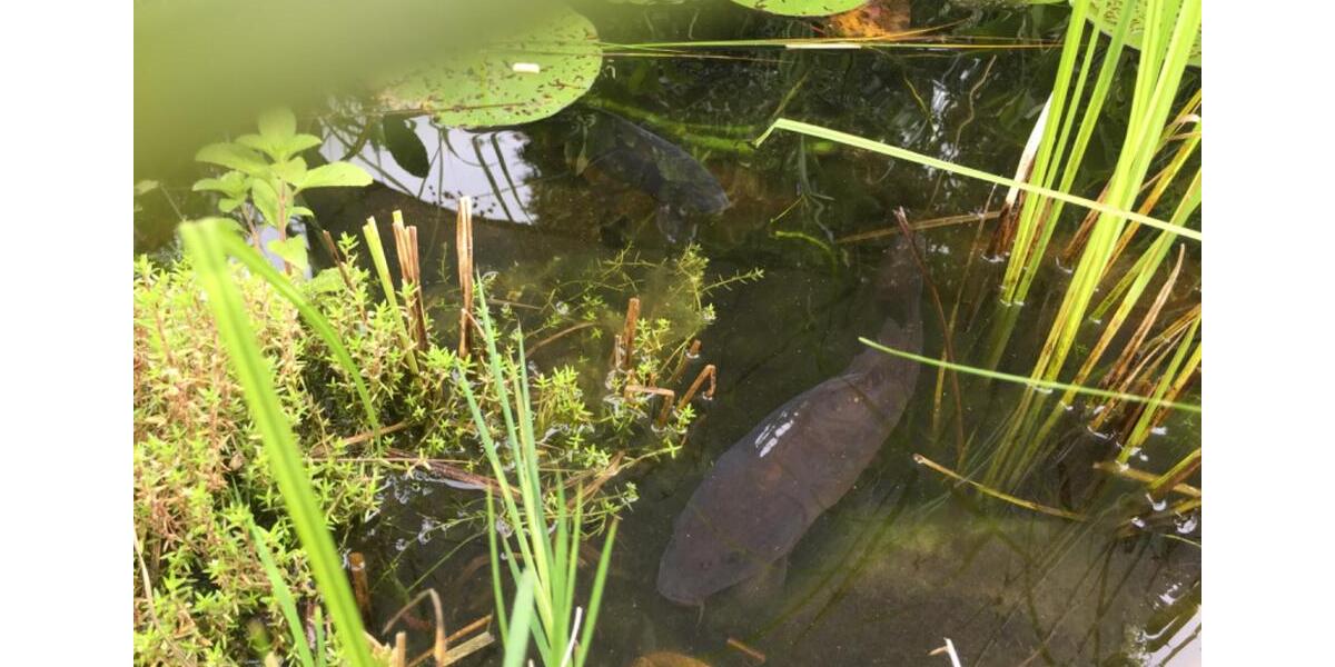 Möbiliertes Zimmer an Wochenendheimfahrer in HanauGroßauheim 1 zimmer