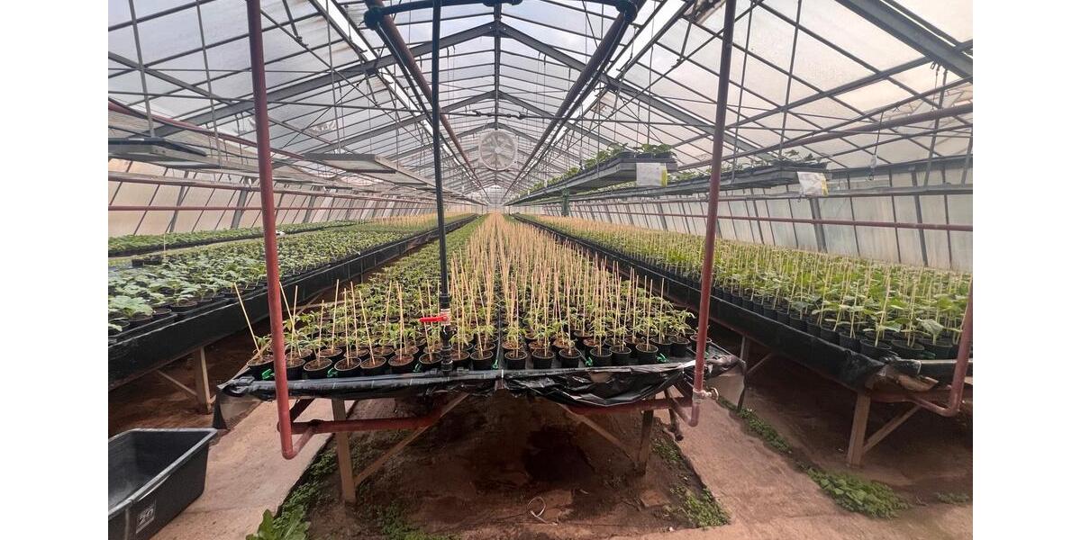 Zu vermieten Gewächshausflächen Anbauflächen ab 150qm zimmer