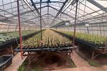 Zu vermieten Gewächshausflächen Anbauflächen ab 150qm zimmer