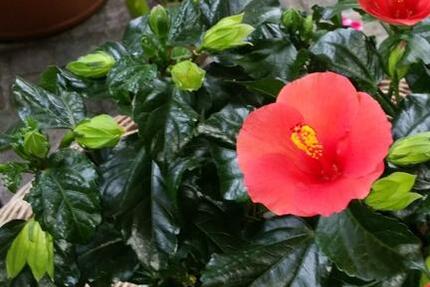 110 qm Haus für ruhige Nichtraucher an den Aschaffauen in Damm zimmer