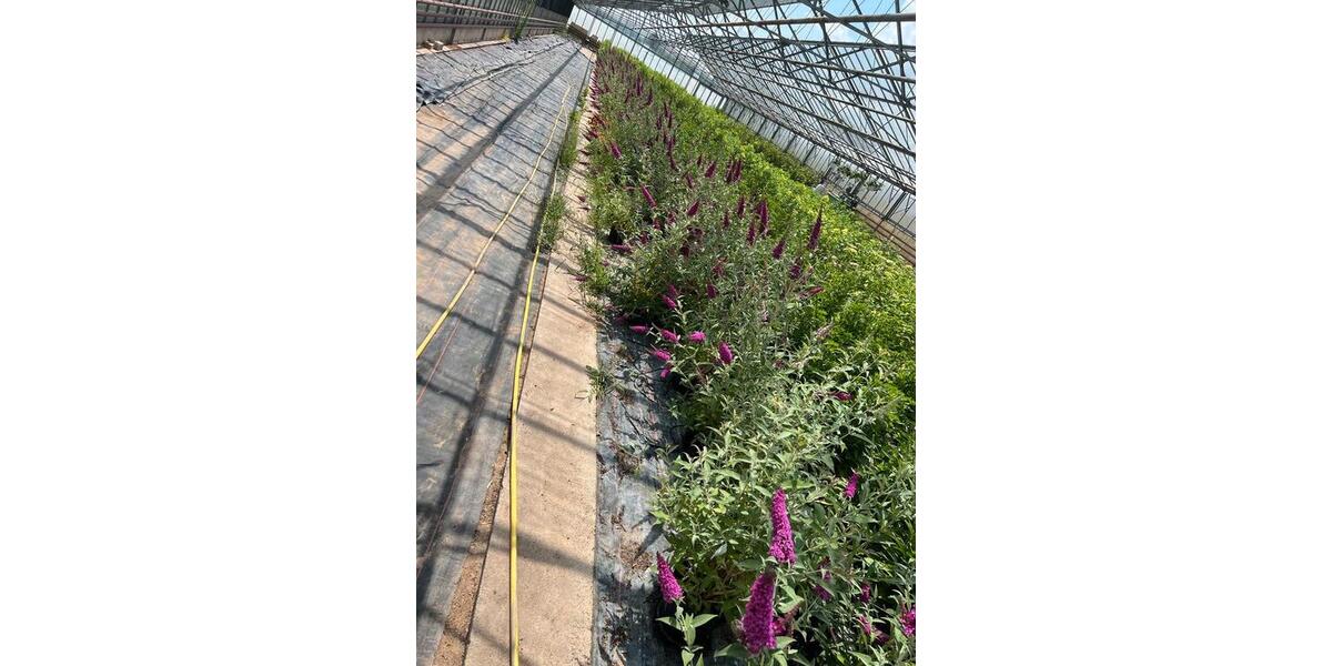 Zu vermieten Gewächshausflächen Anbauflächen ab 150qm zimmer