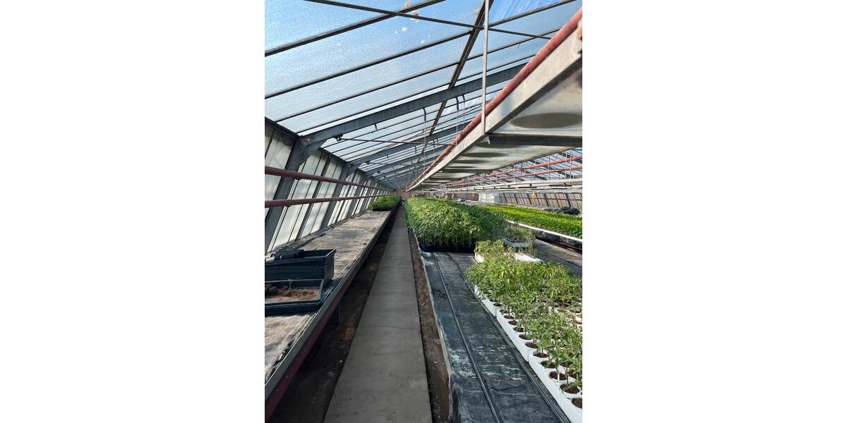 Zu vermieten Gewächshausflächen Anbauflächen ab 150qm zimmer