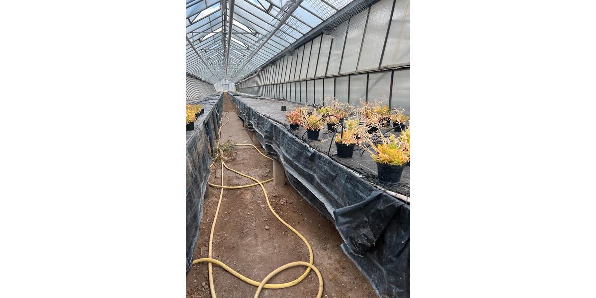 Zu vermieten Gewächshausflächen Anbauflächen ab 150qm zimmer